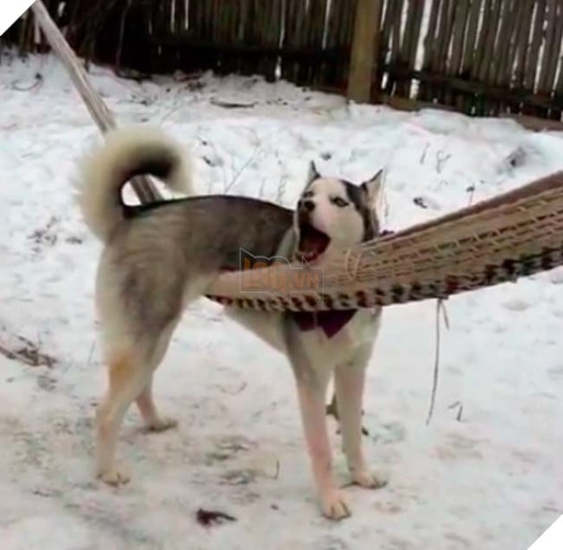 chú chó husky ngốc nghếch