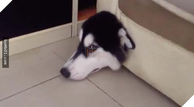 chú chó husky ngốc nghếch