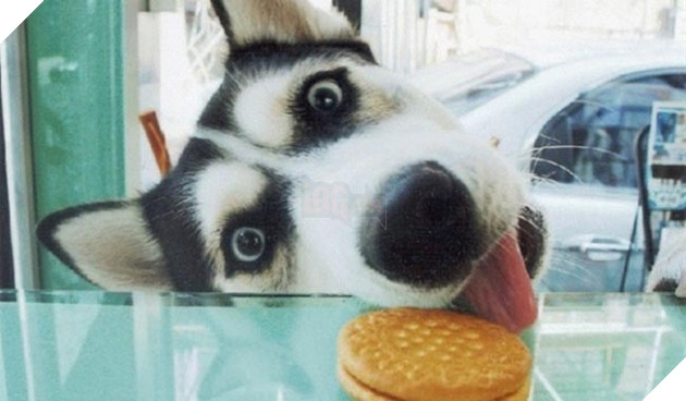 chú chó husky ngộ nghĩnh hài hước