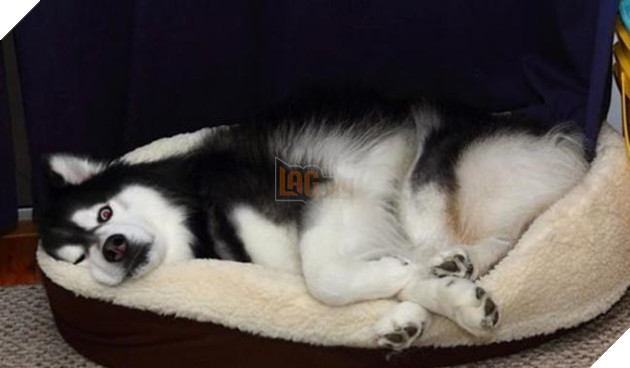 chú chó husky ngộ nghĩnh hài hước