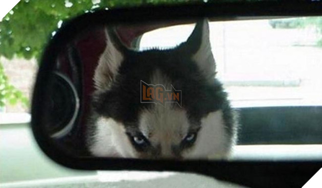 chú chó husky ngộ nghĩnh hài hước