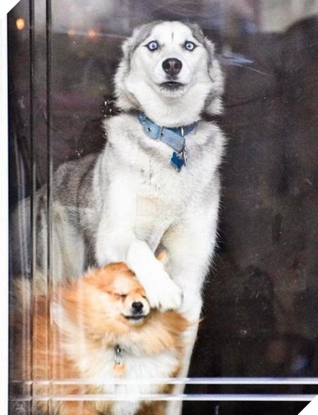 chú chó husky ngộ nghĩnh hài hước
