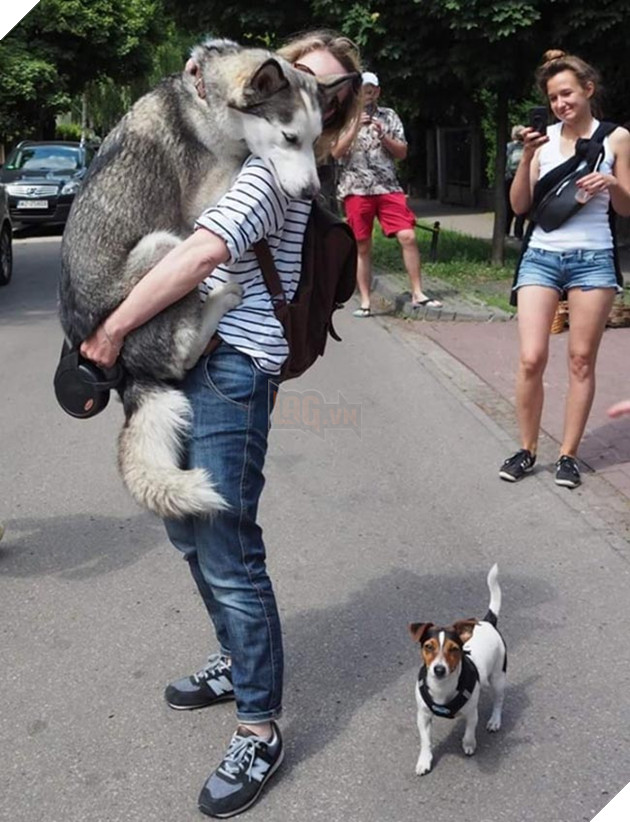 chú chó husky ngộ nghĩnh hài hước