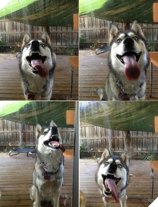 chú chó husky ngộ nghĩnh hài hước