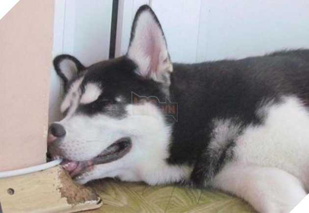 chú chó husky ngộ nghĩnh hài hước