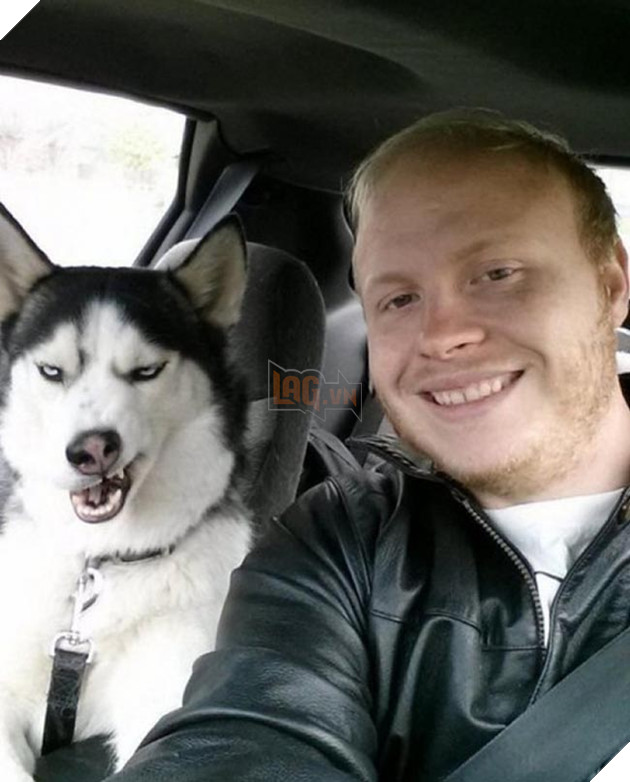 chú chó husky ngộ nghĩnh hài hước