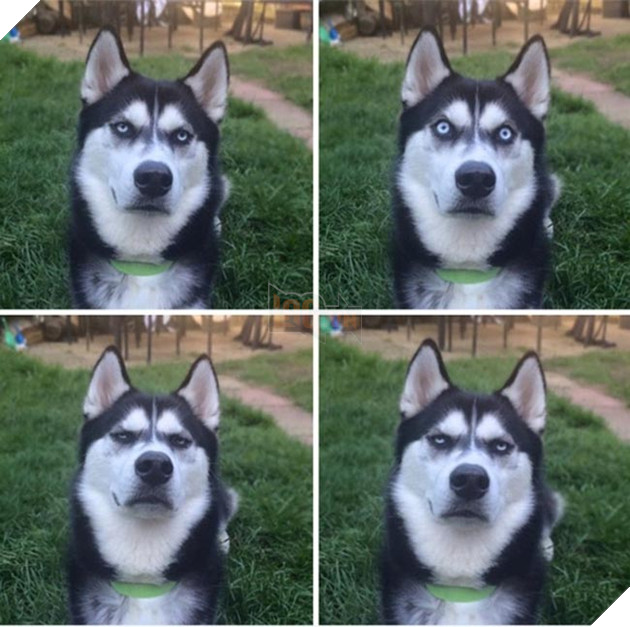 chú chó husky ngộ nghĩnh hài hước