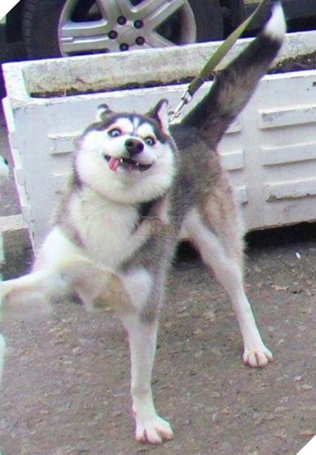 chú chó husky ngộ nghĩnh hài hước