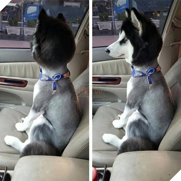 chú chó husky ngộ nghĩnh hài hước