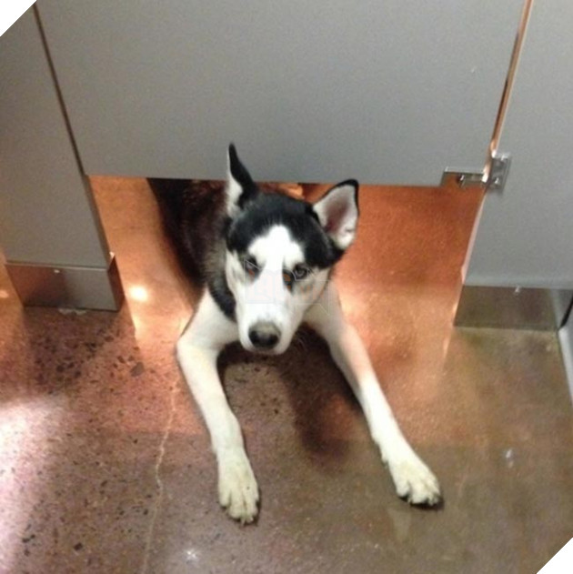 chú chó husky ngộ nghĩnh hài hước