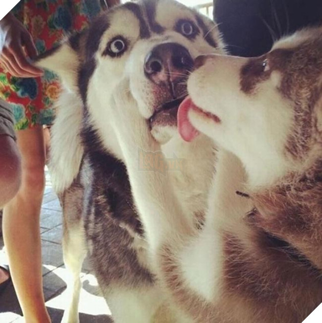 chú chó husky ngộ nghĩnh hài hước