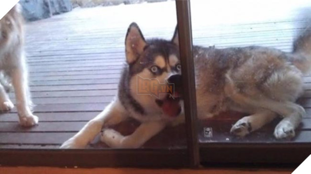 chú chó husky ngộ nghĩnh hài hước
