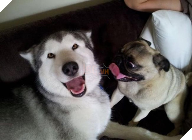 chú chó husky ngộ nghĩnh hài hước