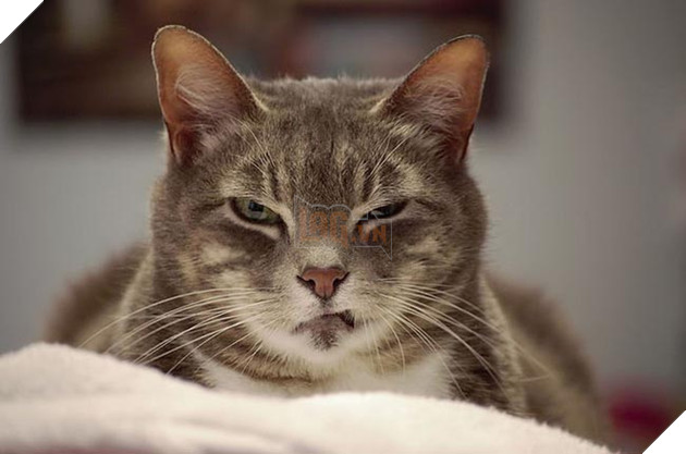 những chú mèo vẻ mặt luôn cau có