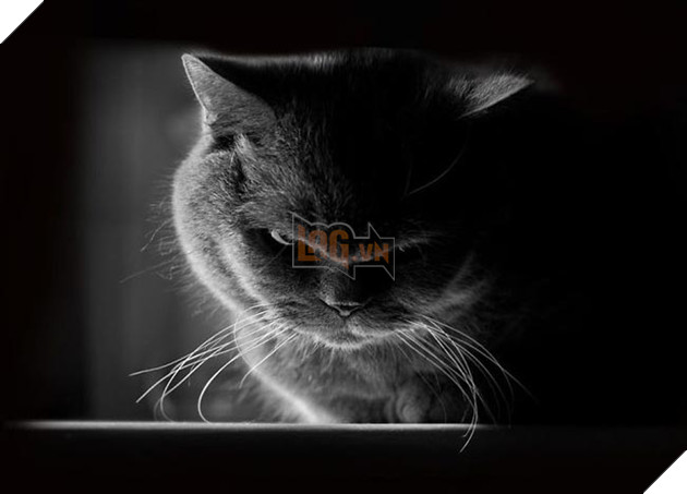 những chú mèo vẻ mặt luôn cau có