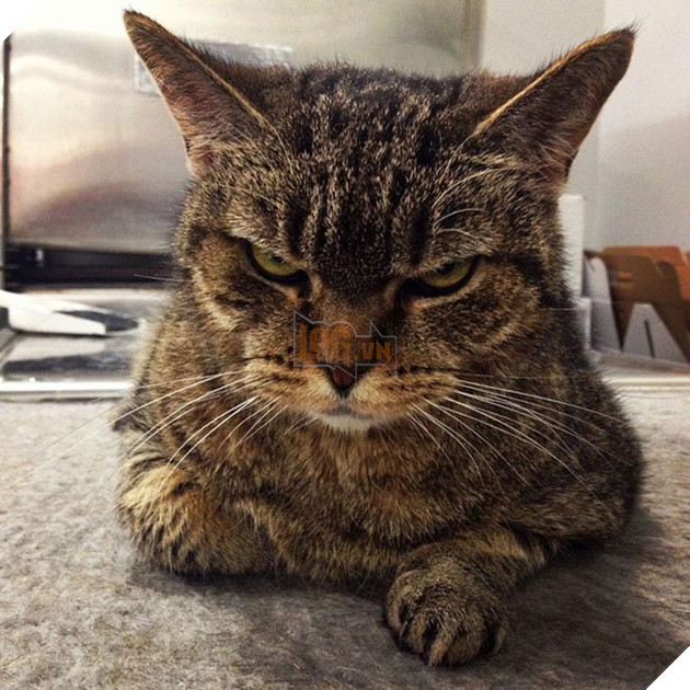 những chú mèo vẻ mặt luôn cau có