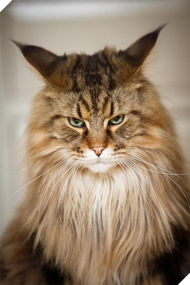 những chú mèo vẻ mặt luôn cau có