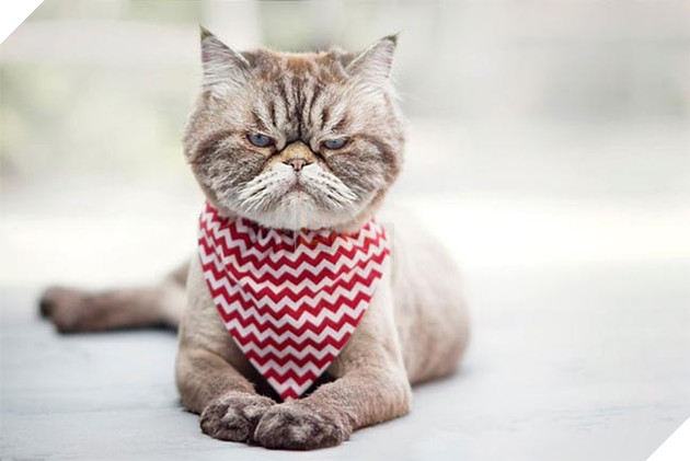 những chú mèo vẻ mặt luôn cau có