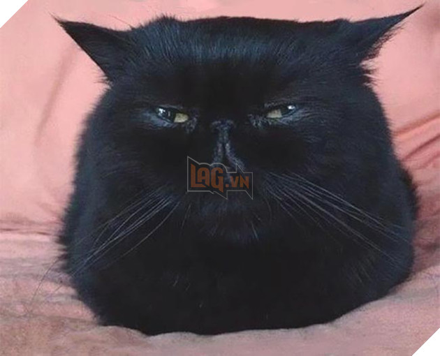 những chú mèo vẻ mặt luôn cau có