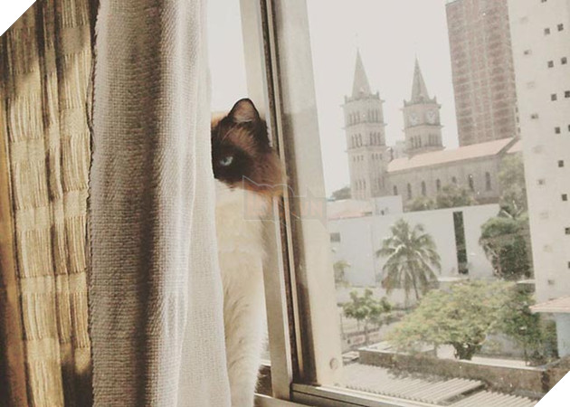 những chú mèo vẻ mặt luôn cau có