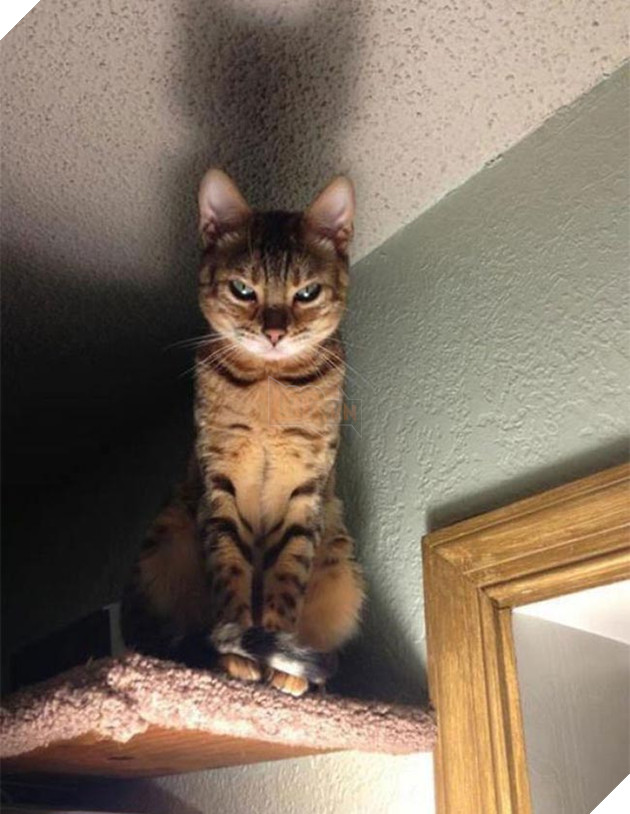 những chú mèo vẻ mặt luôn cau có