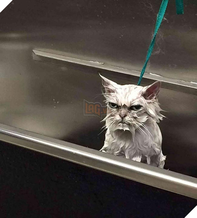 những chú mèo vẻ mặt luôn cau có