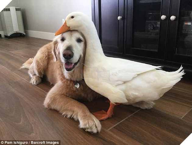 chó và vịt là đôi bạn thân