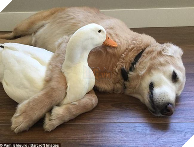 chó và vịt là đôi bạn thân