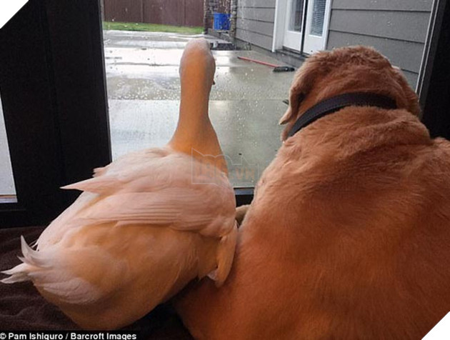 chó và vịt là đôi bạn thân