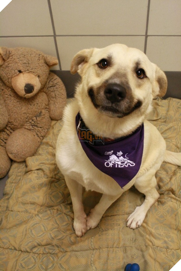 (Ảnh: Spcaoftexaspage)