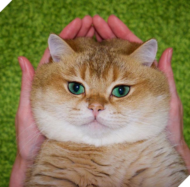 chú chó hosico Scottish béo đáng yêu
