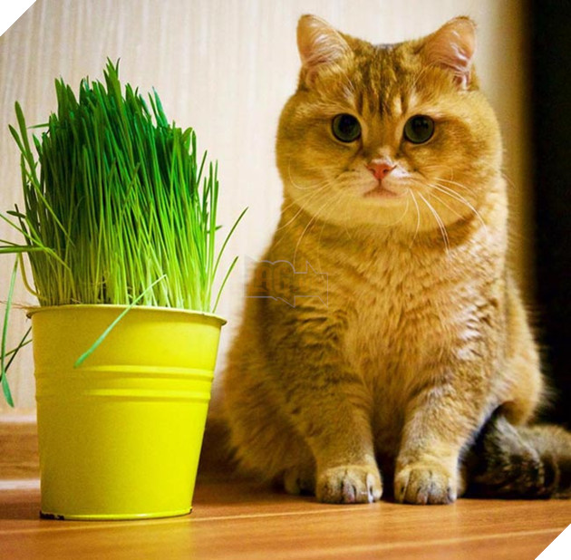 chú chó hosico Scottish béo đáng yêu