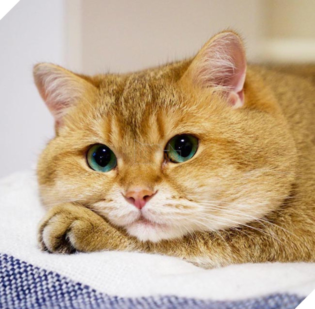 chú chó hosico Scottish béo đáng yêu