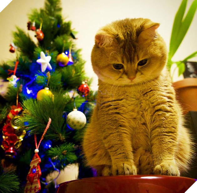 chú chó hosico Scottish béo đáng yêu