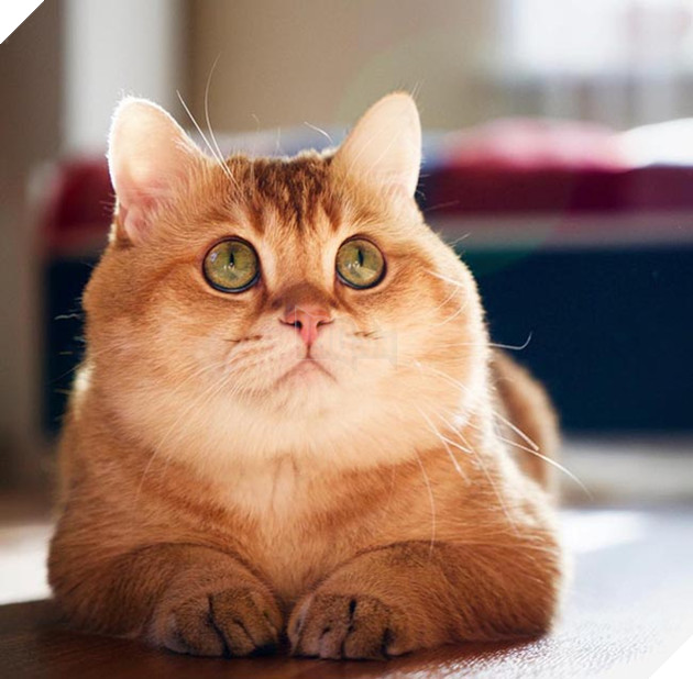 chú chó hosico Scottish béo đáng yêu