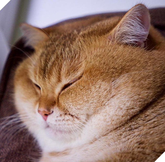 chú chó hosico Scottish béo đáng yêu