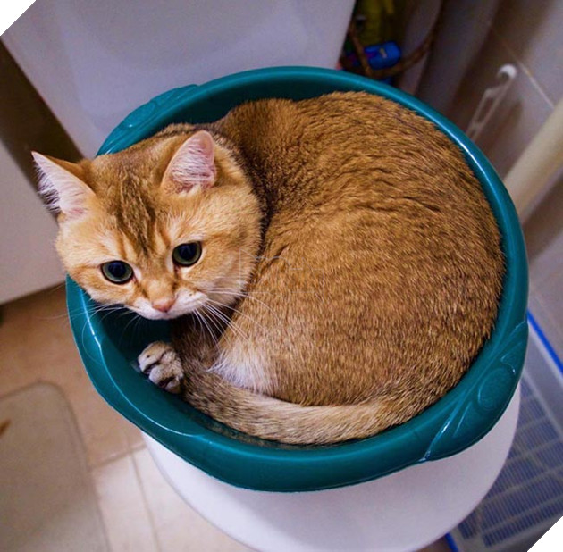 chú chó hosico Scottish béo đáng yêu