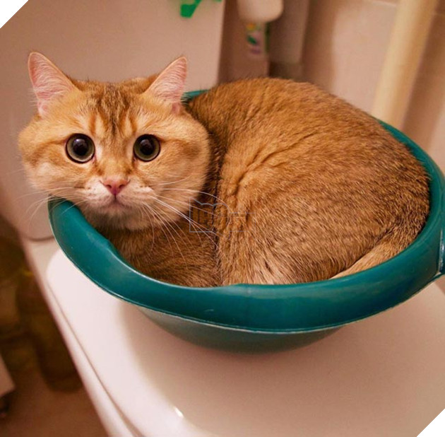 chú chó hosico Scottish béo đáng yêu
