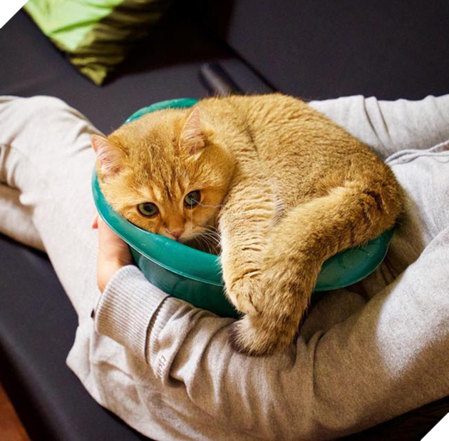 chú chó hosico Scottish béo đáng yêu