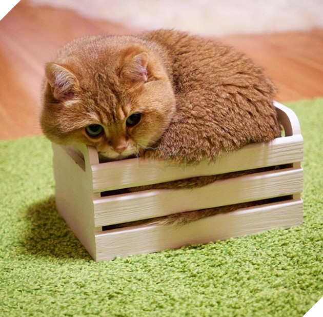 chú chó hosico Scottish béo đáng yêu