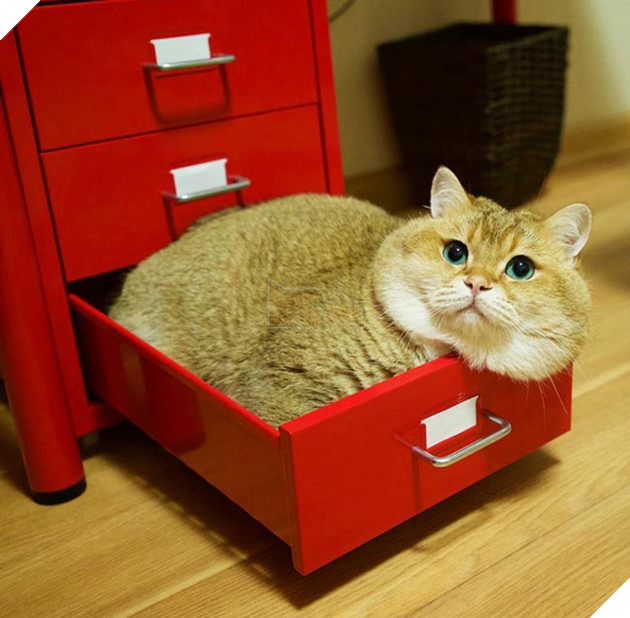 chú chó hosico Scottish béo đáng yêu