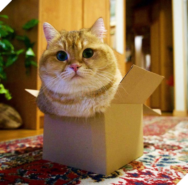 chú chó hosico Scottish béo đáng yêu