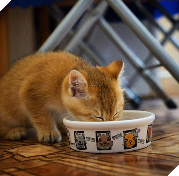 chú chó hosico Scottish béo đáng yêu