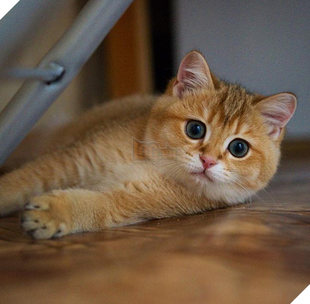 chú chó hosico Scottish béo đáng yêu