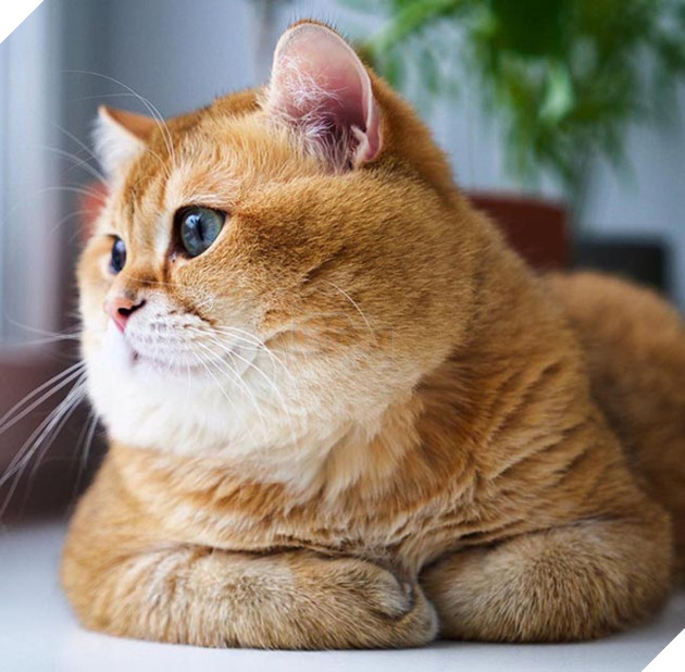chú chó hosico Scottish béo đáng yêu