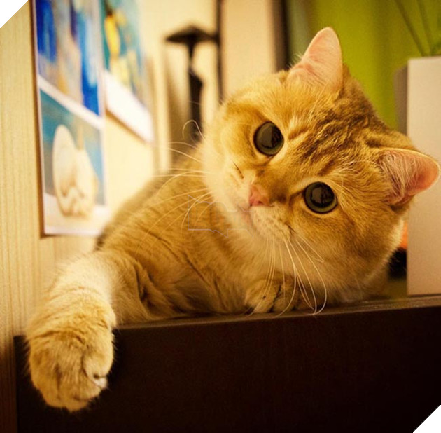 chú chó hosico Scottish béo đáng yêu