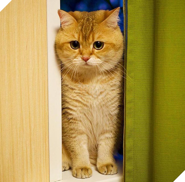 chú chó hosico Scottish béo đáng yêu