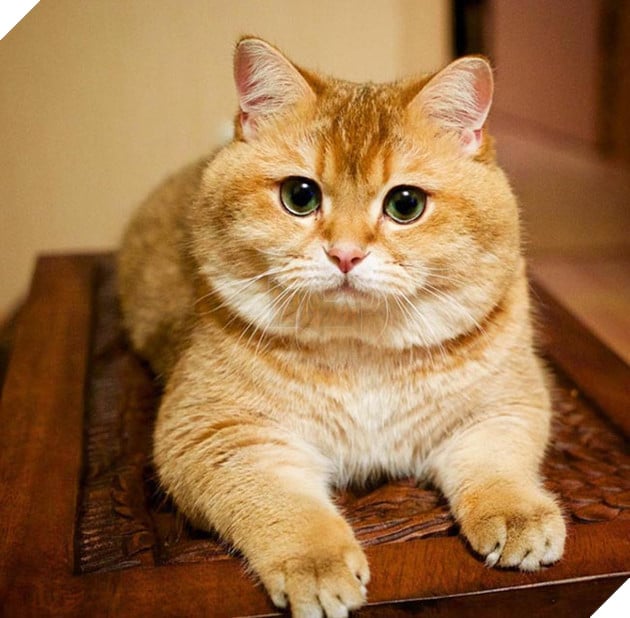 chú chó hosico Scottish béo đáng yêu