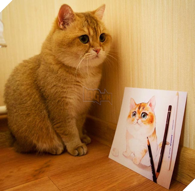 chú chó hosico Scottish béo đáng yêu