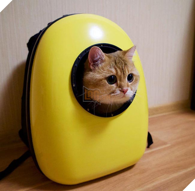 chú chó hosico Scottish béo đáng yêu